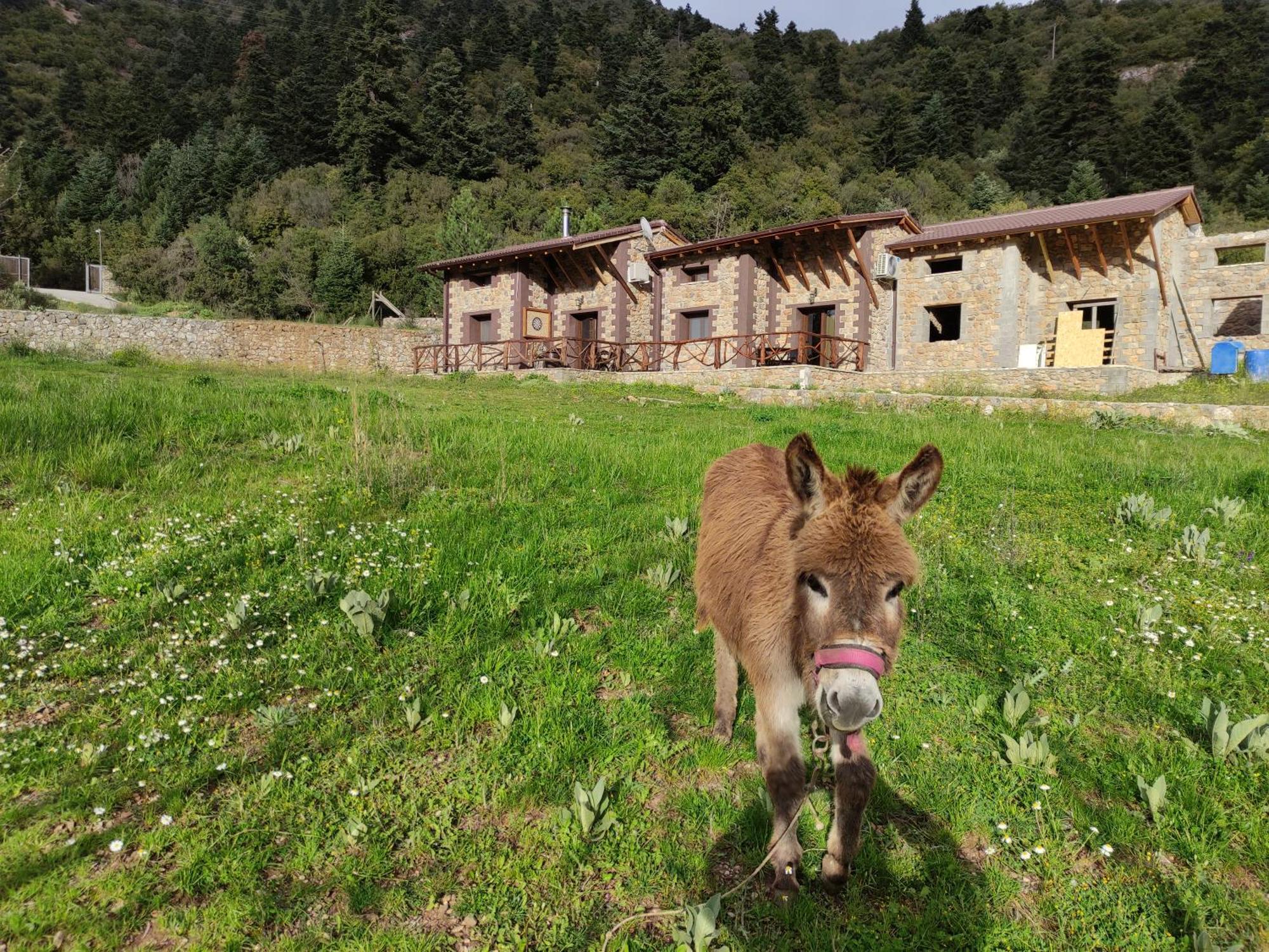 Oneiropagidasuites Kalavryta Quarto foto